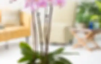Cantik  Menghias Rumah, Anggrek Sehat Cirinya seperti Apa? Yuk Kenali!