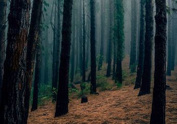 Hanya Makan Garam dan Vetsin, Pria Ini Jalan Kaki dari Malaysia Lalu Masuki Hutan Nunukan yang Dipenuhi Binatang Buas Selama 8 Hari, Begini Kondisinya Ketika Ditemukan Warga