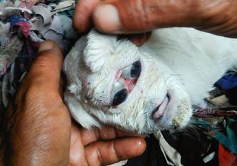 Kelahiran Kambing 'Mutan' yang Bikin Geger, Dua Bola Matanya Berada di Rongga yang Sama Sementara Hidungnya di Dahi, Begini Reaksi Pemilik
