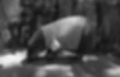 Heboh Hewan Bertingkah Aneh, Bermula dari Buntuti Warga hingga Menitikkan Air Mata Seolah Ogah Diusir, Babi Hutan di Muratara Kini Tak Bisa Tidur Jika Tidak Diberi 2 Hal Ini