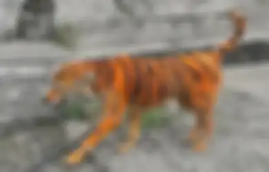 Foto Anjing 'Berbulu Harimau' Memicu Kemarahan Netizen, Beginilah Cerita di Baliknya