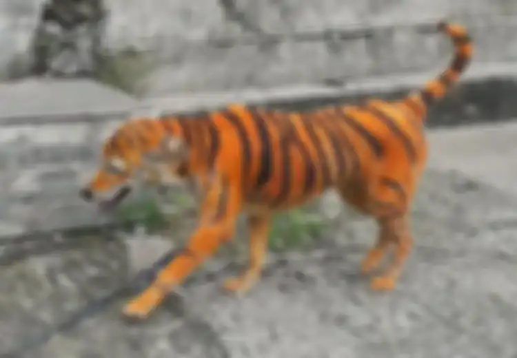 Foto Anjing 'Berbulu Harimau' Memicu Kemarahan Netizen, Beginilah Cerita di Baliknya