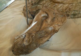 Temuan Langka Mumi Dinosaurus Ungkap Tanda-Tanda Dimakan Buaya Purba