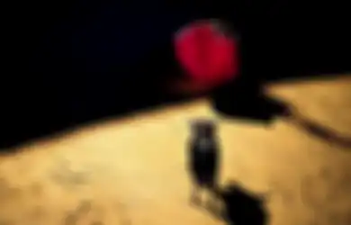 Memahami Warna Merah pada Atraksi Torero, Warna yang Dijadikan Penyebab Banteng Marah, Ini Fakta Dibaliknya!