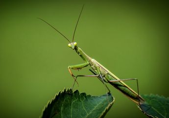 Kunci Jawaban Materi Kelas 4 SD Tema 4, Apa yang Dimaksud Hemimetabola dan Holometabola?