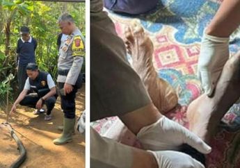 Kronologi Petani di Sukabumi Duel dengan King Kobra, Berakhir Tewas dengan Kondisi Mengenaskan