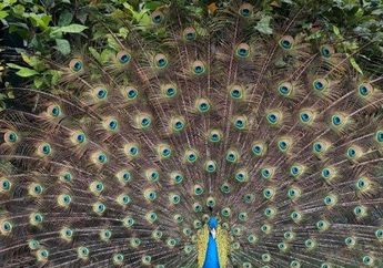 6 Arti Mimpi Burung Merak Tak Perlu Khawatir, Pertanda Baik dalam Hidup, Simak Penjelasannya
