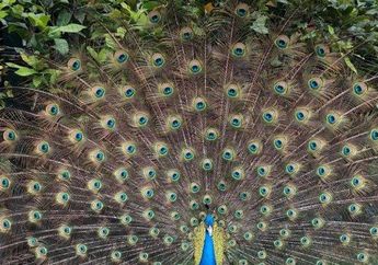 5 Arti Mimpi Burung Merak Berbahagialah, Pertanda Baik Soal Harapan untuk Sukses