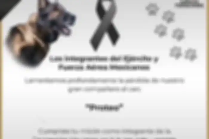 Kisah heroik Proteo anjing asal Meksiko yang gugur saat mencari korban gempa Turki