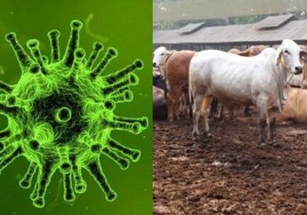 Politisi India Tawarkan Obat Virus Corona dengan yang Tidak lazim: Salah Satunya Kotoran Sapi