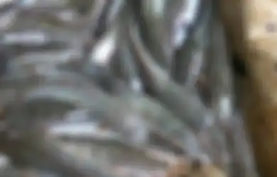 Enggan Masak Lele Lantaran Lendir yang Tak Kunjung Hilang, Bahan Alami Ini Rupanya Jadi Kunci Mengatasinya