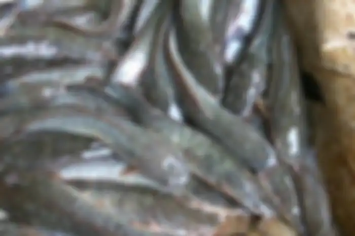 Ilustrasi ikan lele
