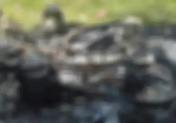 Ngerih! Kecelakaan Melibatkan Motor dan 1 Anak Berumur 6 Tahun, Motornya Sampai Terbakar
