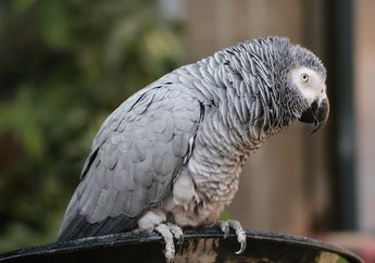 Arti Mimpi Memelihara Beo Ternyata Jadi Pertanda Nasib Sial Ini akan Segera Menghampirimu, Ada Apa? 