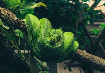 Arti Mimpi Ular Hijau Menurut Primbon Ada Kaitannya dengan Perubahan Hidup, Begini Penjelasannya