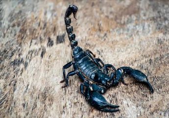 Arti Mimpi Melihat Kalajengking Ternyata Punya Makna yang Berbeda-beda Sesuai Warna, Begini Penjelasannya
