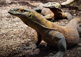 Kunci Jawaban Kelas 5 SD Tema 1, Contoh Fauna Peralihan Indonesia Bagian Tengah dan Ciri-cirinya 