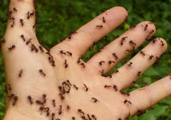 5 Arti Mimpi Membasmi Semut Tidak Selalu Jadi Pertanda Baik, Waspada dengan Hal Ini