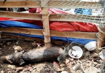 Bikin Gempar Hingga Warga Rela Telanjang Demi Tangkap Babi Ngepet, Mbah Mijan Bocorkan Ciri-ciri Hewan untuk Pesugihan: Kakinya Seperti Manusia!