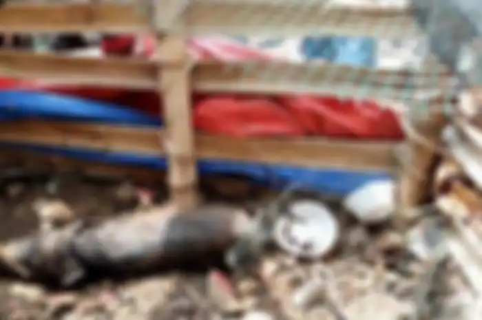 Hewan yang disebut-sebut babi ngepet ditangkap warga di daerah Bedahan, Sawangan, Kota Depok pada Selasa (27/4/2021).