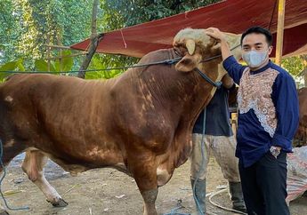 Berkat Usaha Bisnisnya, Idul Adha Tahun Ini Taqy Malik Kurban Sapi Limosin dengan Bobot Gak Tanggung-tanggung!