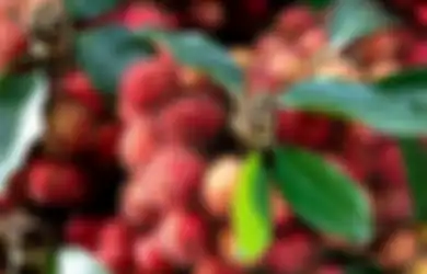 Enaknya Tak Sebanding Dengan Bahayanya, Mulai Sekarang Stop Makan Rambutan Jika Dapati Ciri-ciri Ini, Efeknya Fatal Jika Tetap Ngeyel Dikonsumsi