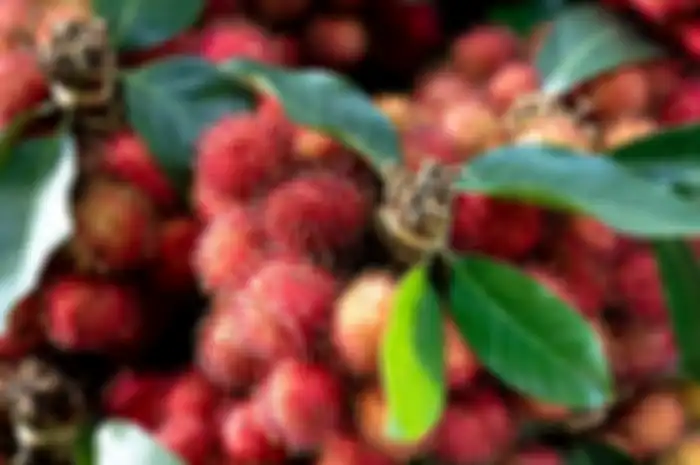Rambutan