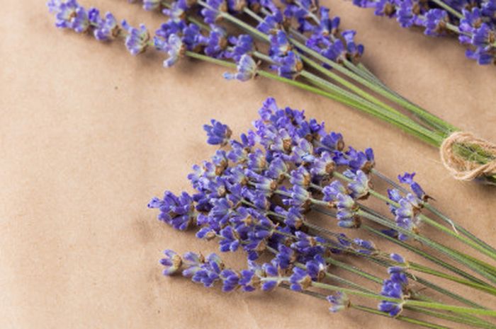 Bunga lavender
