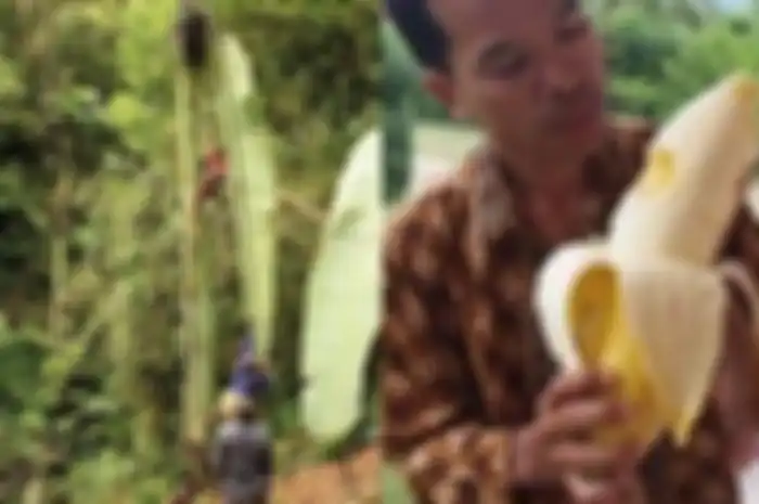 Viral Foto Pohon dan Pisang Raksasa Asal Papua, Benar atau Nggak Ya? Begini Kata Peneliti LIPI