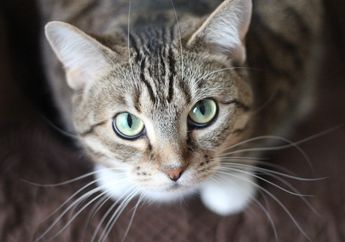 Akhirnya Trik Ini Terbongkar! Begini Cara Mengusir Kucing Tanpa Harus Menyakitinya, Dijamin Langsung Pergi Sendiri