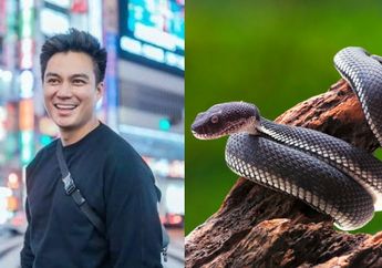Ngeri, Rumahnya Jadi Sarang Ular Berbisa? Baim Wong Syok Sehari Temukan 10 Hewan Melata yang Mengancam Nyawa hingga Niat Minta Bantuan Sosok Ini: Gila, Udah Kelewatan!