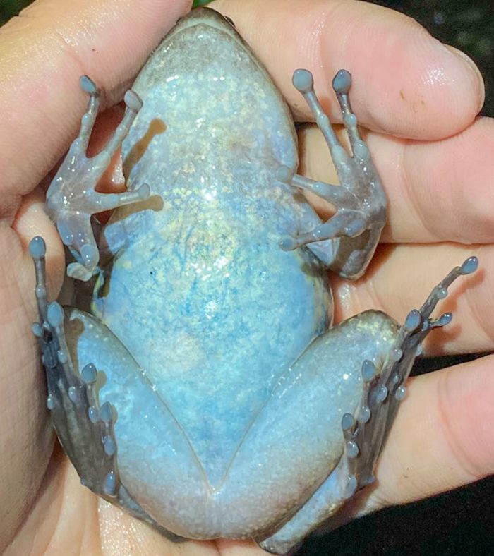 Pulchrana guttman yang ditemukan di pegunungan Busa-Kiamba pulau Mindanao, Filipina.