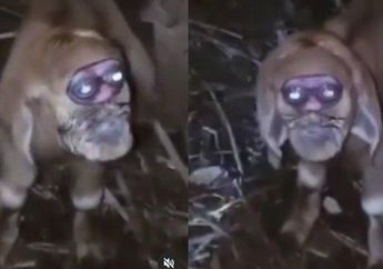 Anak Kambing Terlahir dengan Wajah Mirip Monyet dan Bola Mata Melotot, Warga Gunungkidul Gempar, Ini Penjelasan Ilmiahnya