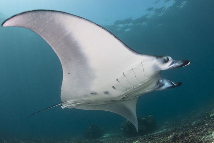 Pari manta adalah spesies yang rentan terancam punah karena reproduksinya yang sulit dan kematangan seksualnya yang lama. Perlu ada perhatian untuk konservasi pari manta, terutama di Taman Nasional Komodo yang ramai dikunjungi wisatawan.