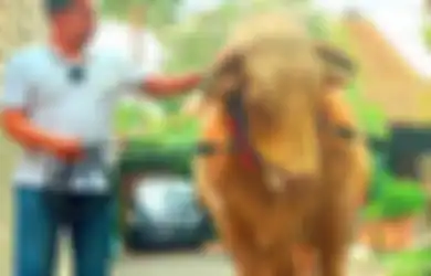 Tiga Artis Kondang Ini Kurban Sapi Raksasa di Hari Raya Iduladha, Penampakannya Bikin Merinding