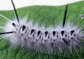 Arti Mimpi Melihat Ulat Bulu Terkesan Mengerikan, Justru Bisa Terjadi Pertanda Baik Ini