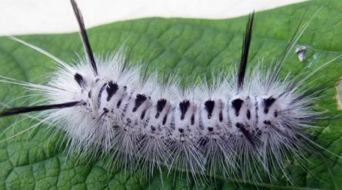 Ilustrasi Arti mimpi melihat Ulat Bulu