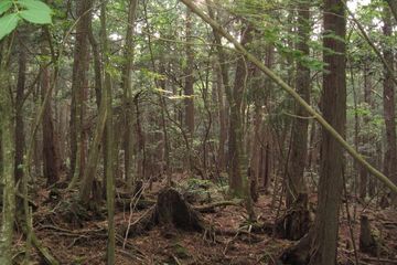 Hutan Aokigahara terkenal sebagai lokasi bunuh diri. Kini pemerintah Jepang berupaya mengurangi kasus bunuh diri di tempat itu.