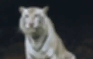 Khodam Macan Putih Konon Akan Melindungi Manusia dengan 3 Weton Istimewa Ini, Hidupnya Akan Jauh dari Marabahaya