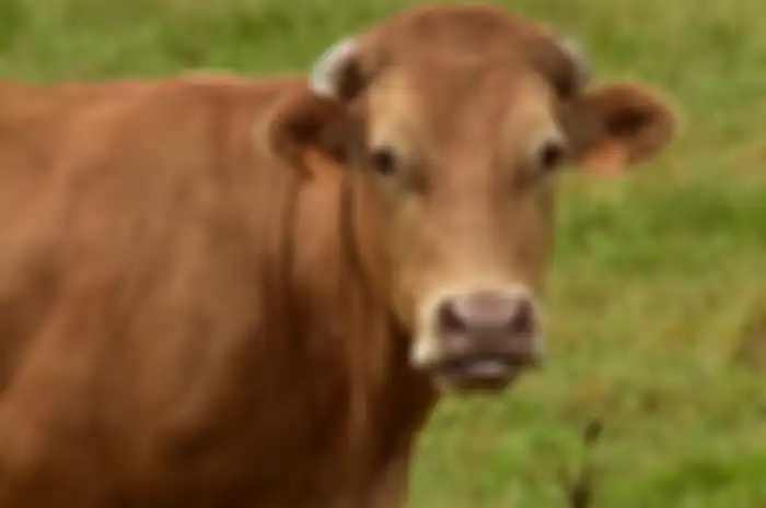 Tak banyak orang tahu kalau sapi limosin jadi ras sapi tertua di dunia, loh.