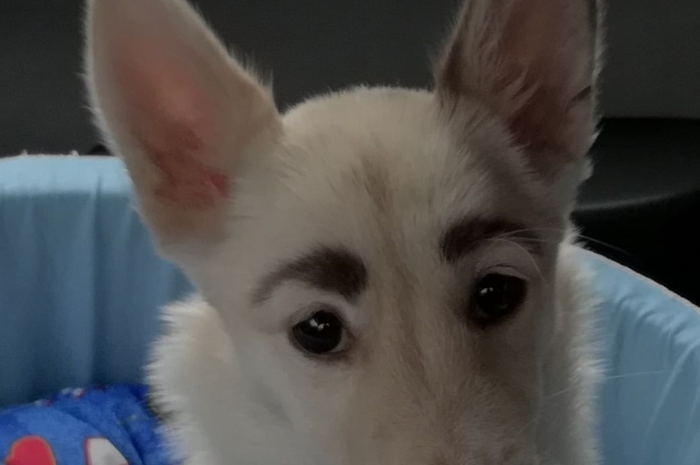 Betty, anjing dengan corak unik mirip alis