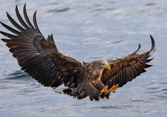 4 Arti Mimpi Melihat Burung Elang Jadi Pertanda Positif, Ada Dorongan&nbsp;untuk Mencapai Tujuan Hidup dengan Penuh Keberanian