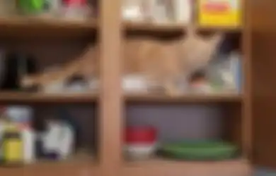 Jangan Sembarangan Naruh! Perhatikan 4 Benda yang Berbahaya bagi Kucing Ini