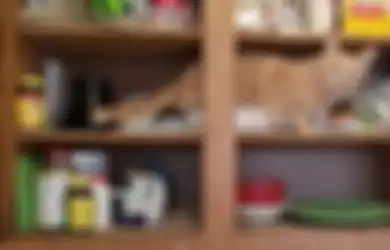Ada-Ada Aja, Ini 7 Spot Bersembunyi Kucing Oren yang Dikenal ‘Barbar’