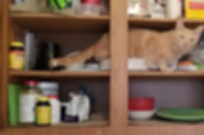 Kelakuan kucing oren