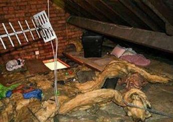 Dengar Suara Aneh Setiap Malam Selama 12 Tahun, Wanita ini Terkejut Bukan Kepalang Saat Temukan Sosok Ini yang dengan Santai Bersemayam di Loteng Rumahnya!