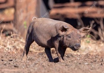  5 Arti Mimpi Tentang Babi Hitam, Mulai dari Digigit Babi Hitam hingga Memakan Dagingnya, Berikut Penjelasannya!
