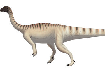 Mussaurus patagonicus