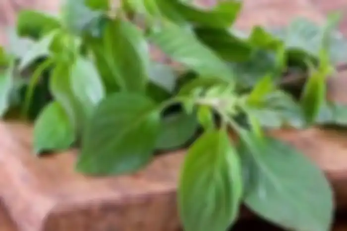 Daun Kemangi
