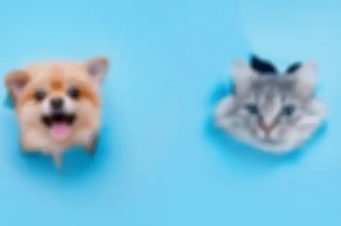 Ilustrasi anjing dan kucing